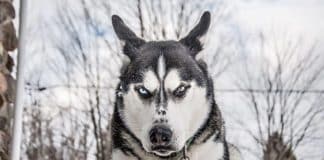 Ciência confirma que cães podem reconhecer uma pessoa má