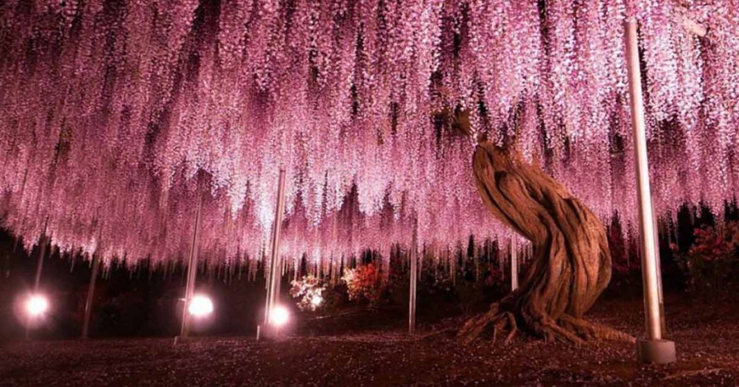 Esta glicínia de 149 anos no Japão parece uma cachoeira encantada que nunca toca o chão