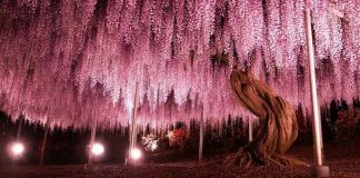 Esta glicínia de 149 anos no Japão parece uma cachoeira encantada que nunca toca o chão