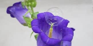 Bolhas de sabão entregues por um pequeno drone podem polinizar plantações se não houver abelhas, diz estudo