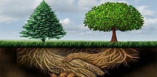 Árvores conversam entre si, detectam perigos ao redor e ajudam as plantas mais velhas a se alimentar, garante estudo