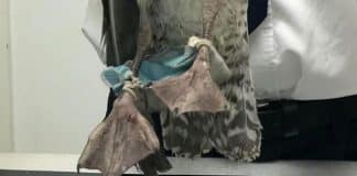 Pássaro é encontrado emaranhado em máscara descartada