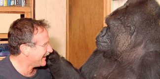 Robin Williams uma vez fez uma gorila deprimida voltar a sorrir após 6 meses