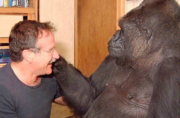 Robin Williams uma vez fez uma gorila deprimida voltar a sorrir após 6 meses