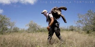 As 15 tartarugas gigantes que salvaram uma espécie – reproduzindo 1900 bebês