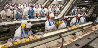 Silenciosamente o coronavírus explode em abatedouros em todo o mundo