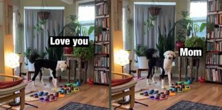 Assista a esse cão genial ‘falar’ com sua dona em inglês usando uma placa de som