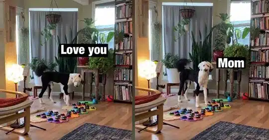 Assista a esse cão genial ‘falar’ com sua dona em inglês usando uma placa de som