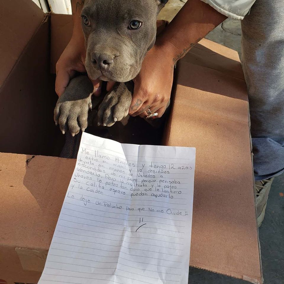 pensarcontemporaneo.com - Criança deixa cãozinho em abrigo para protegê-lo do pai e deixa um bilhete
