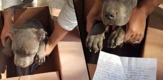 Criança deixa cãozinho em abrigo para protegê-lo do pai e deixa um bilhete