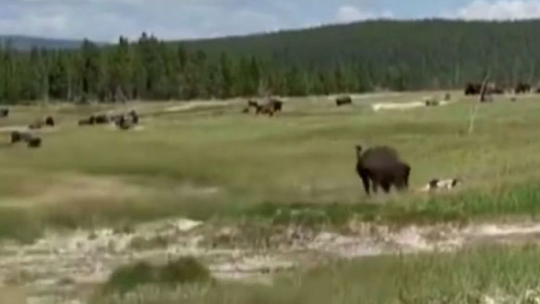Mulher se finge de morta para evitar ataque de bisonte nos EUA