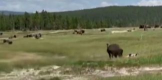 Mulher se finge de morta para evitar ataque de bisonte nos EUA