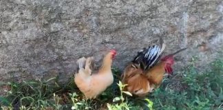 Mãe adota galo e galinha para filho autista e é denunciada por vizinhos