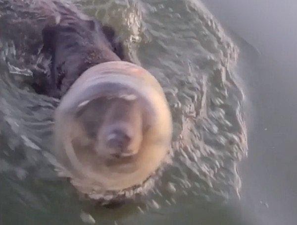 pensarcontemporaneo.com - Família em passeio de barco salva jovem urso nadando com pote de plástico preso na cabeça -Vídeo