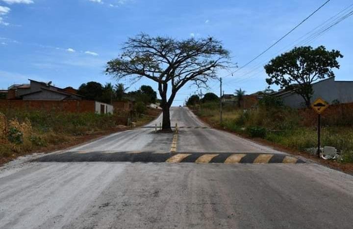 Prefeitura decide não derrubar árvore no meio de avenida e coloca quebra-molas para ‘evitar acidentes’