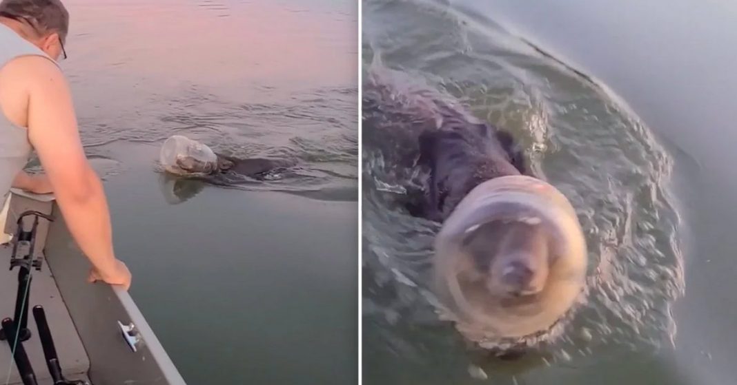 Família em passeio de barco salva jovem urso nadando com pote de plástico preso na cabeça -Vídeo