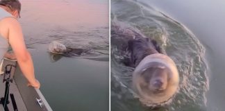 Família em passeio de barco salva jovem urso nadando com pote de plástico preso na cabeça -Vídeo