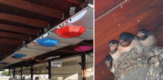 Andorinhas fazem ninhos no mercado e comerciantes penduram guarda-chuvas coloridos para elas