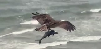 O vídeo viral em que uma ave de rapina carrega um enorme peixe parecido com um tubarão