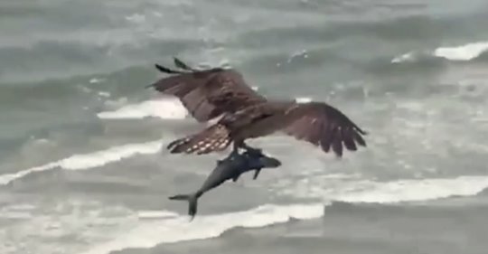 O vídeo viral em que uma ave de rapina carrega um enorme peixe parecido com um tubarão