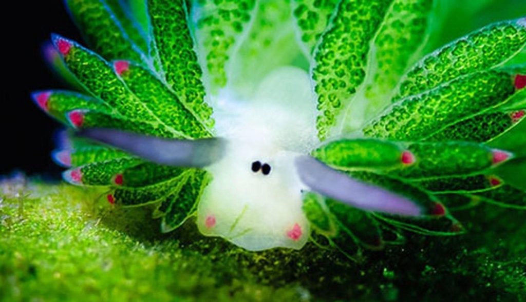 pensarcontemporaneo.com - Conheça a simpática "Ovelha de folha": o único animal que pode fotossintetizar
