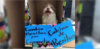 Cachorrinha cuida de Barraca do Beijo, onde troca carinho por biscoitos e promove sua adoção