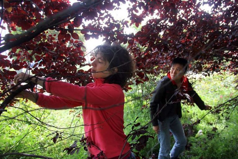 pensarcontemporaneo.com - "Guerilla Grafters" - Ativistas que, secretamente, enxertam galhos frutíferos em árvores estéreis das cidades