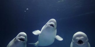 As baleias beluga desfrutam de amizades e redes sociais, assim como os humanos