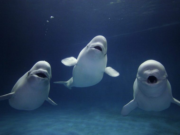 As baleias beluga desfrutam de amizades e redes sociais, assim como os humanos