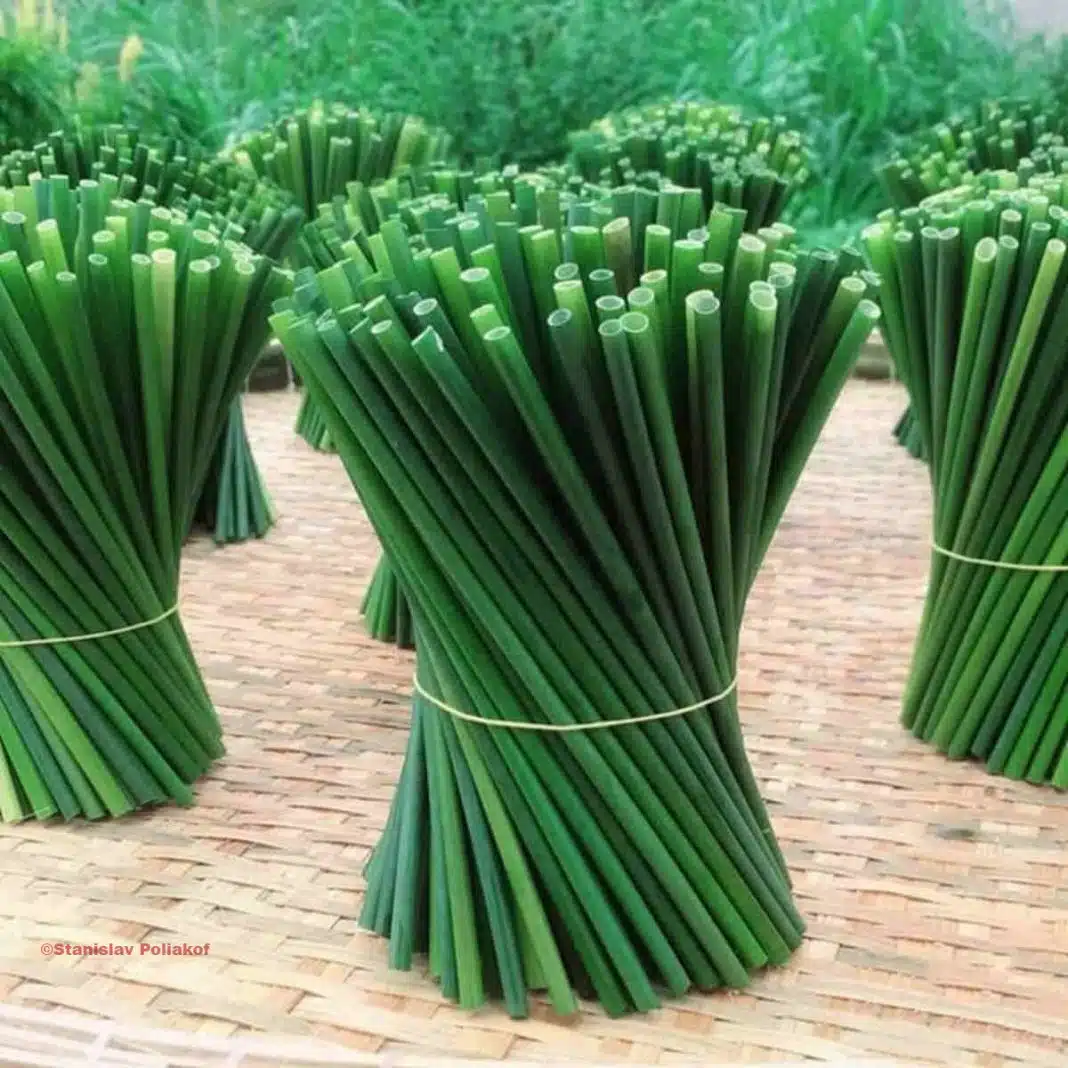 Estes canudos ecológicos feitos com capim se decompõem em apenas 15 dias