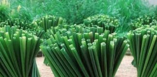 Estes canudos ecológicos feitos com capim se decompõem em apenas 15 dias