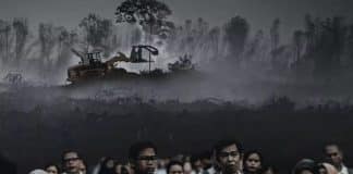 As pandemias transmitidas pela vida selvagem prosperam quando a natureza é destruída