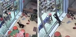 Filhote perdido rastreia consultório de veterinário e encontra ajuda para chegar em casa