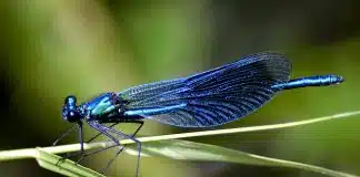 Libélulas fêmeas fingem estar mortas para evitar o assédio de machos indesejados