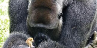 A extraordinária amizade entre um gorila gigante e um pequeno e adorável primata