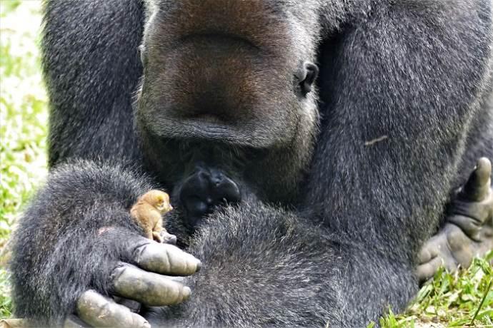 A extraordinária amizade entre um gorila gigante e um pequeno e adorável primata