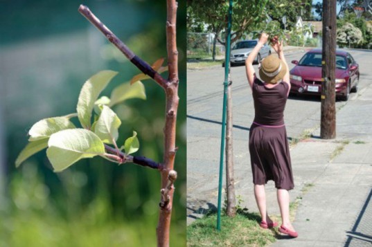 “Guerilla Grafters” – Ativistas que, secretamente, enxertam galhos frutíferos em árvores estéreis das cidades