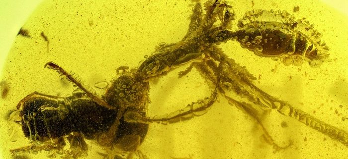 Ataque de “formiga do inferno” de 99 milhões de anos capturado em âmbar