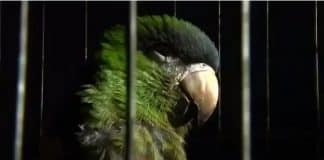 Milhões de animais traficados dentro e fora do Brasil anualmente