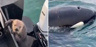 Perseguida por uma orca, a lontra pula no barco e zomba dela