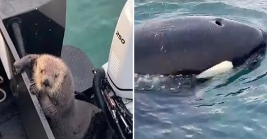Perseguida por uma orca, a lontra pula no barco e zomba dela