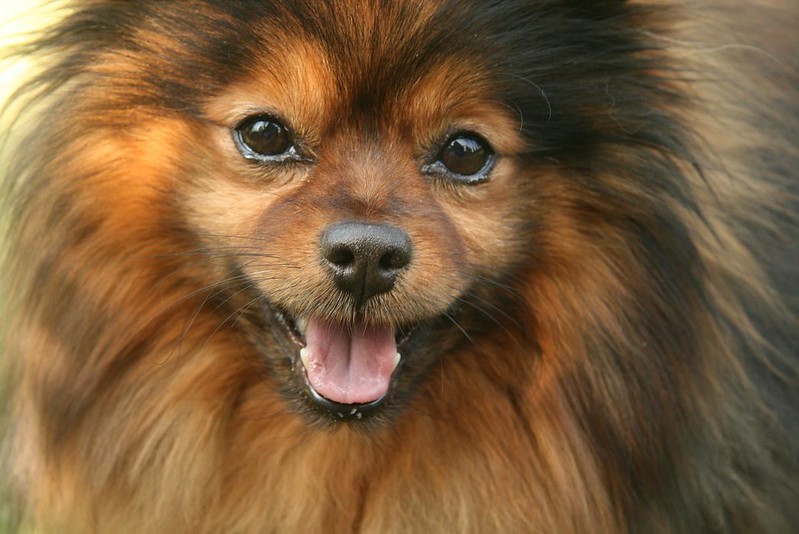 pensarcontemporaneo.com - 10 raças de cães que vivem muito tempo