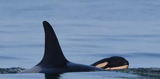 A baleia assassina que carregou seu filhote morto por 17 dias deu à luz novamente