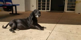 Cachorro espera em frente a hospital por dono que morreu há anos