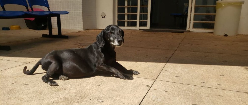 Cachorro espera em frente a hospital por dono que morreu há anos