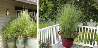 Cultive erva-cidreira em vasos para repelir mosquitos, mantê-lo relaxado e aliviar dores de cabeça