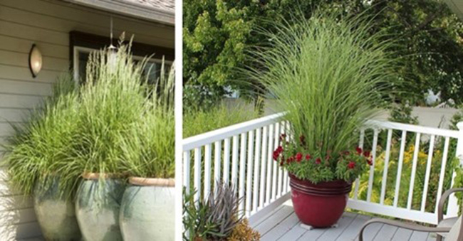 Cultive erva-cidreira em vasos para repelir mosquitos, mantê-lo relaxado e aliviar dores de cabeça