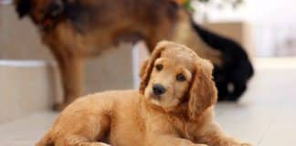 10 raças de cães que vivem muito tempo