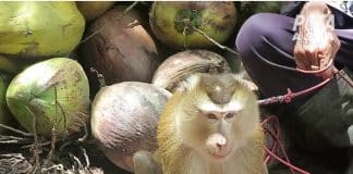 Supermercados ingleses boicotam fornecedores de coco pelo uso de trabalho escravo de macacos em suas fazendas