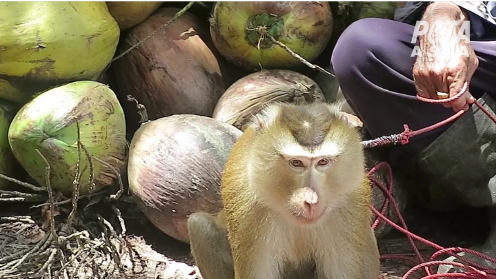 Supermercados ingleses boicotam fornecedores de coco pelo uso de trabalho escravo de macacos em suas fazendas